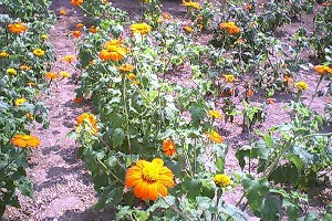 ������(�P)